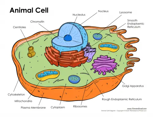 Difference between Bacterial Cell and Animal cell-1