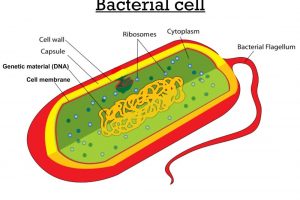 Difference between Bacterial Cell and Animal cell