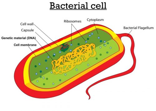 Difference between Bacterial Cell and Animal cell – 