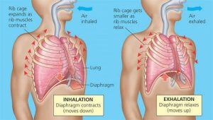 Difference between Inhalation and Exhalation