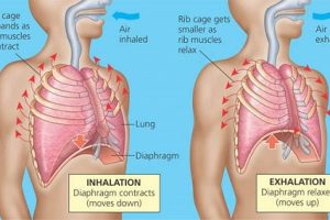 Difference between Inhalation and Exhalation