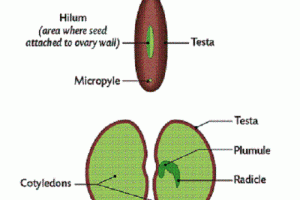 Difference between Plumule and Radicle