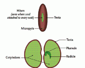 Difference between Plumule and Radicle