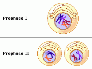 Difference between Prophase 1 and 2