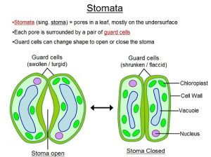 Difference between Stoma and Stomata-1