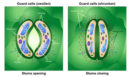 Difference between Stoma and Stomata