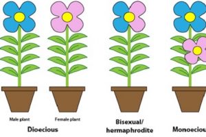 Difference between Unisexual and Bisexual Flowers