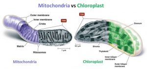 The Difference between Chloroplast and Mitochondria-1