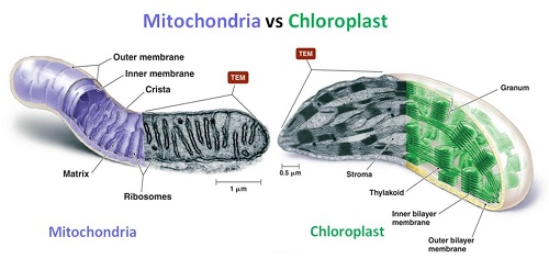 The Difference between Chloroplast and Mitochondria
