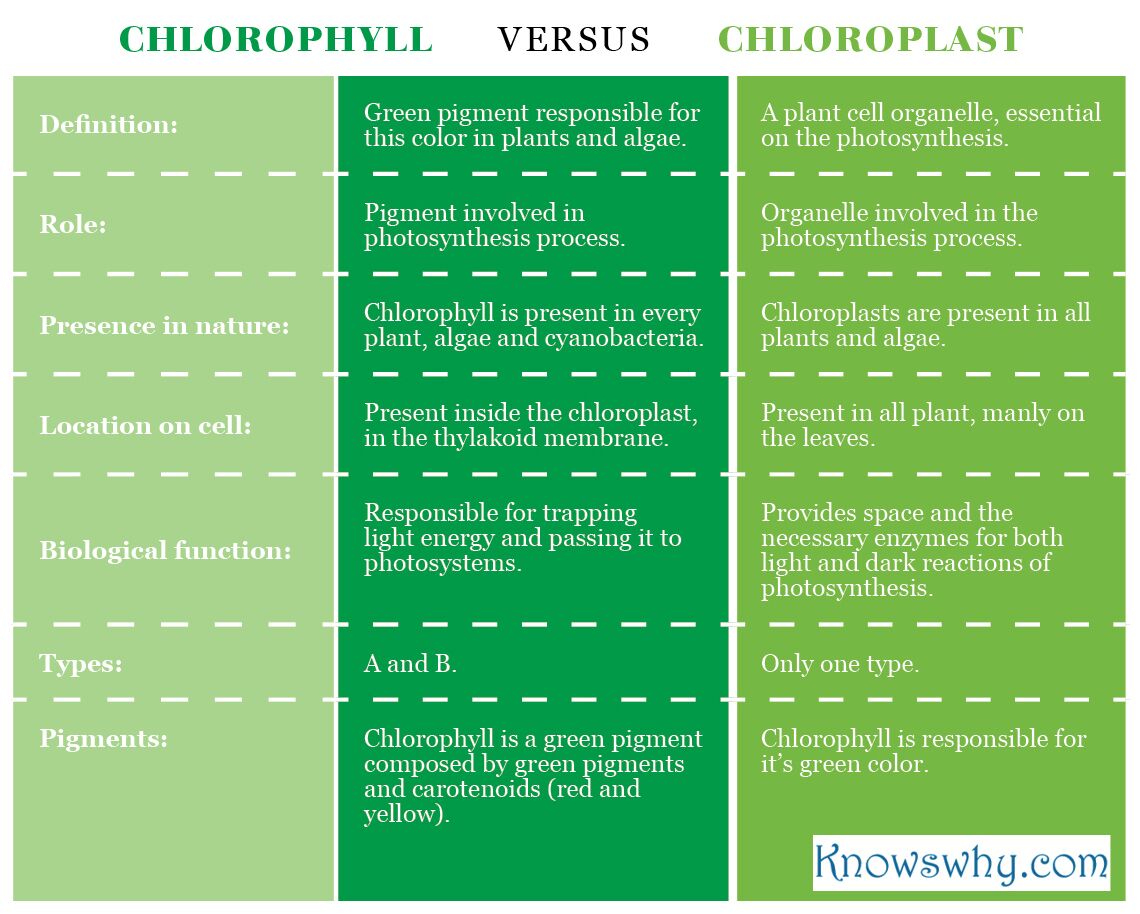 Chlorophyll VERSUS Chloroplast
