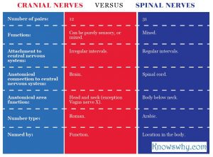 Cranial Nerves VERSUS Spinal Nerves
