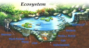 Difference Between Ecology and Ecosystem-1