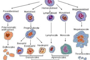 Difference Between Granulocytes and Agranulocytes