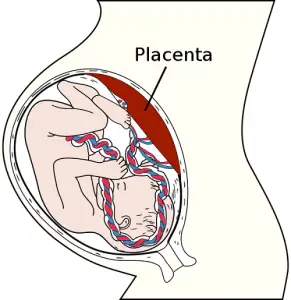 Difference Between Placenta and Umbilical Cord