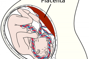 Difference Between Placenta and Umbilical Cord