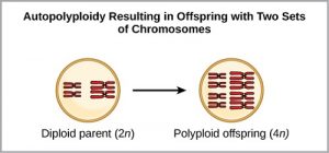Difference between Aneuploidy and Polyploidy-1