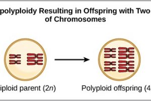 Difference between Aneuploidy and Polyploidy-1