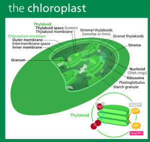 Difference between Chlorophyll and Chloroplast-1