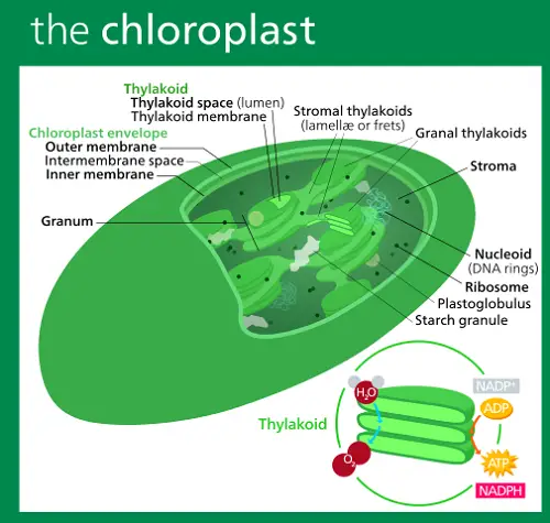Difference between Chlorophyll and Chloroplast