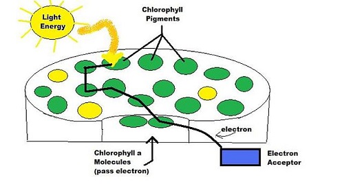 Why is Chlorophyll Important?