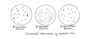 Difference between Cocci and Bacilli
