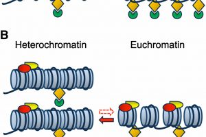 Difference between Euchromatin and Heterochromatin