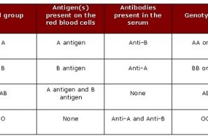 Difference between Genotype and Blood Group