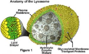 Difference between Lysosome and Ribosome-1