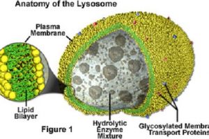 Difference between Lysosome and Ribosome-1