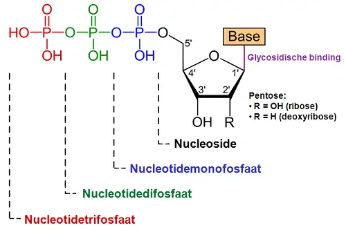 Difference between Nucleotides and Nucleosides-1