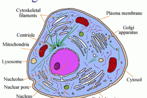 Difference between Organ and Organelle-1