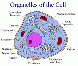 Difference between Organ and Organelle-1