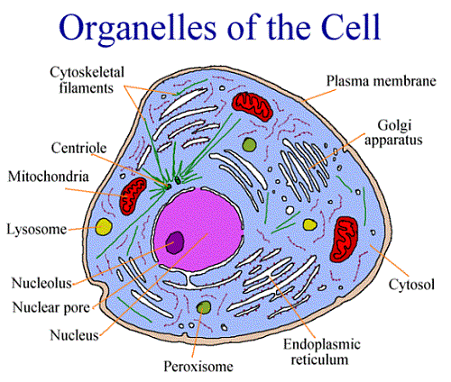 Difference between Organ and Organelle