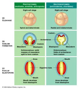 Difference between Protostomes and Deuterostomes