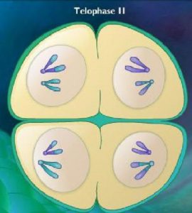 Difference between Telophase 1 and Telophase 2-1