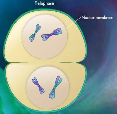 Difference between Telophase 1 and Telophase 2