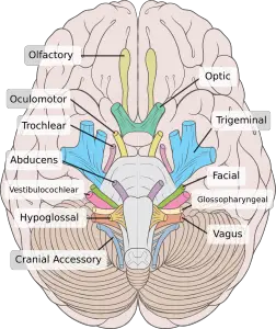 Difference between cranial and spinal nerves