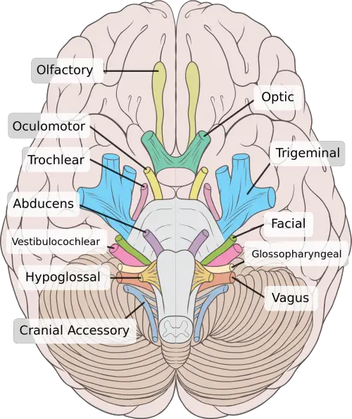 Difference between Cranial and Spinal nerves
