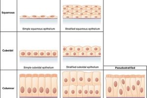 Difference between simple and stratified epithelium