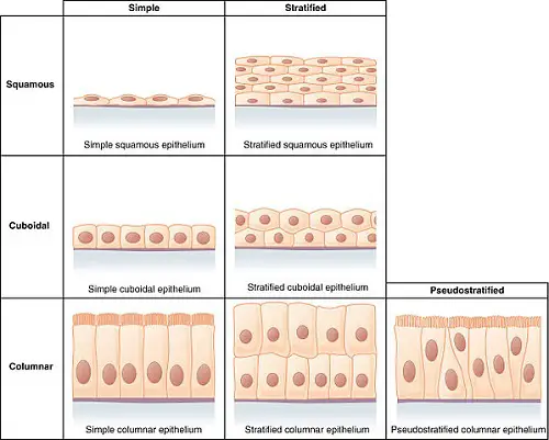 Difference between Simple and Stratified Epithelium