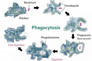 The Difference between Endocytosis and Phagocytosis-1
