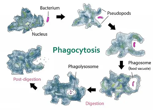The Difference between Endocytosis and Phagocytosis