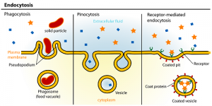 The Difference between Endocytosis and Phagocytosis