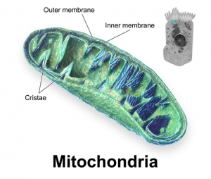 Difference Between Mitochondria and Plastids