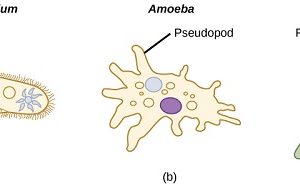 Difference between Amoeba and Paramecium