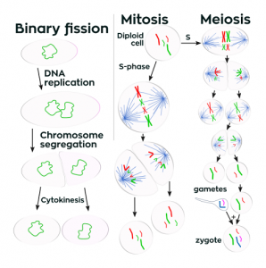 Difference between Binary Fission and Mitosis