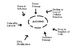 Difference between Biological Age and Chronological Age