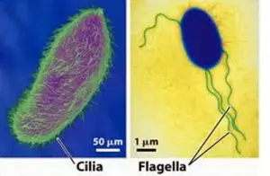 Difference between Cilia and Flagella