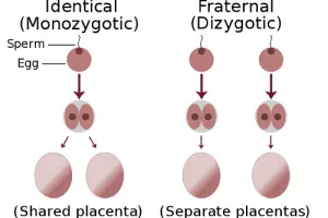 Difference between Monozygotic and Dizygotic twins