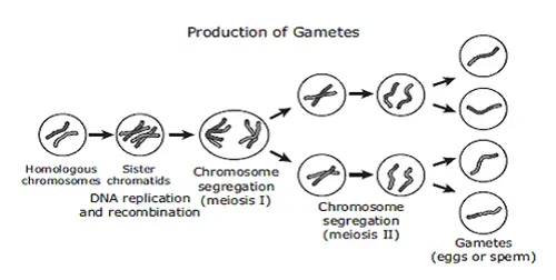 Difference between Somatic cells and Gametes-1
